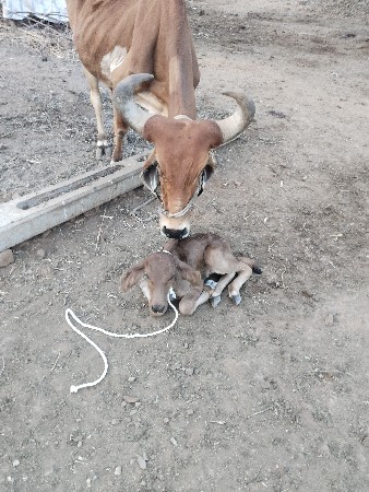 3 વેતર વીયાનિ