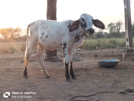 વાચડિ વેશવાનિછે