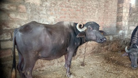 વેચવાની છે