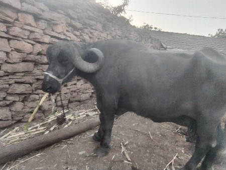 થંબનેલ 3