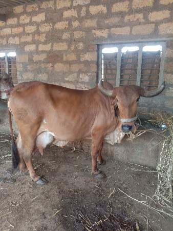 થંબનેલ 3