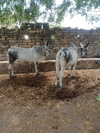 બળદ વેચવાના છે