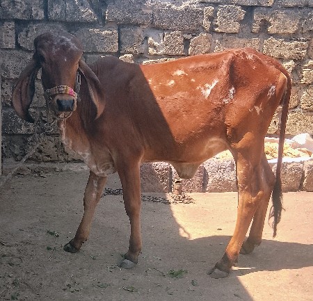 ગીર વાછડી વેચવાની છે
