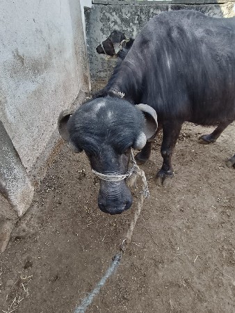 थंबनेल 2