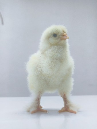 થંબનેલ 3