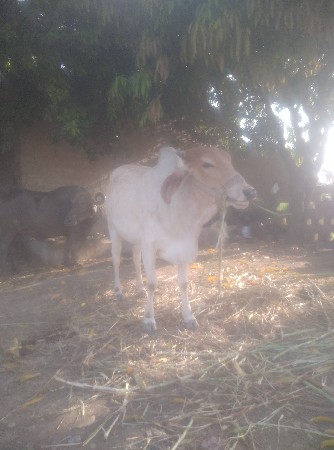 थंबनेल 3