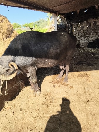 થંબનેલ 3