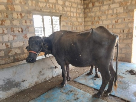 थंबनेल 2