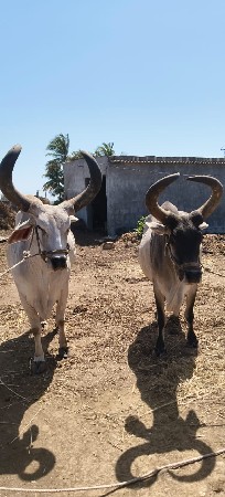 વે ચવાના છે