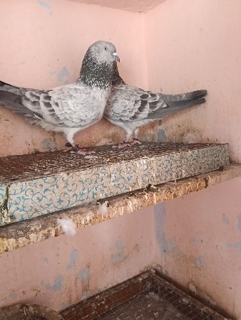 थंबनेल 3