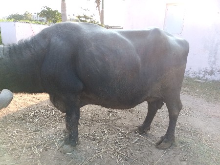 ભેસવેસવાનીસે