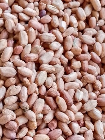 મગફળી 441 બિયારણ