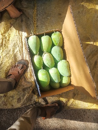 કેસર કેરી વેછવાનીછે