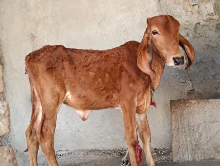 થંબનેલ 3