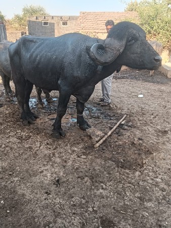 थंबनेल 2