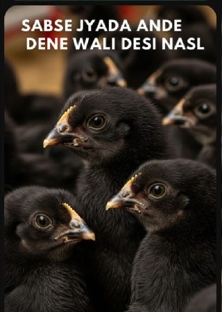 દેશી સોનાલી ના બચ્ચાઓર્ડર ઉપર મળ