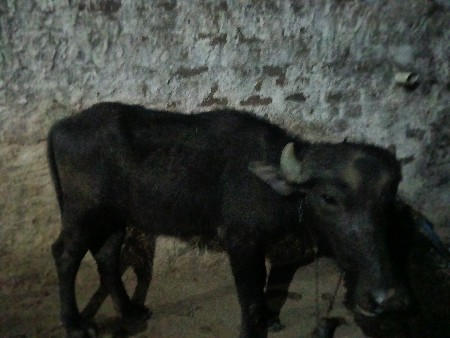 2વષૅ ની પાડી