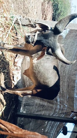 વેચવાનું છે