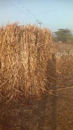 બાજરી ના પૂલા વેચવાના  છે