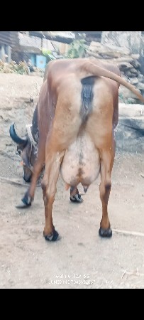 थंबनेल 4