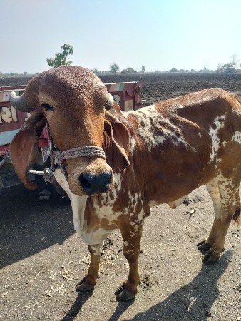 ગીર કાબરી હોડકી વેચવાની છે