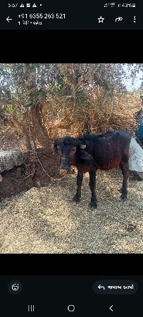 थंबनेल 3