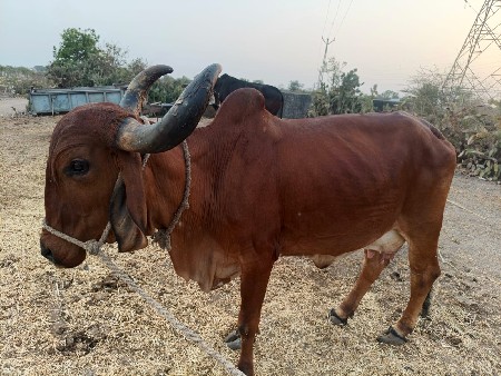 થંબનેલ 3