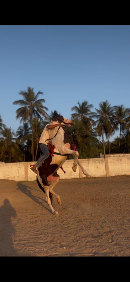 બાવરી ઘોડી વેચવાની સે