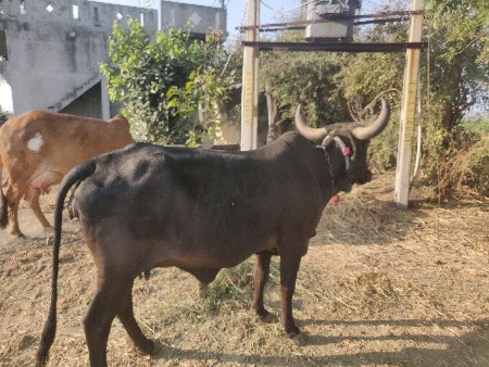 थंबनेल 3