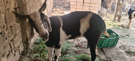 થંબનેલ 2