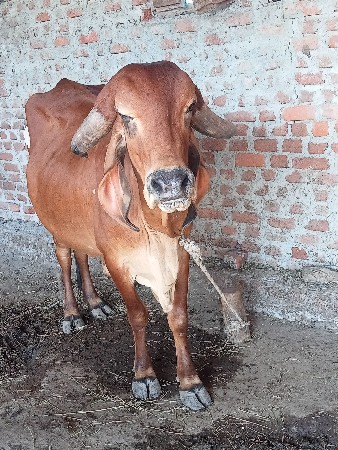 थंबनेल 2