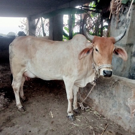 પેલું વેતર