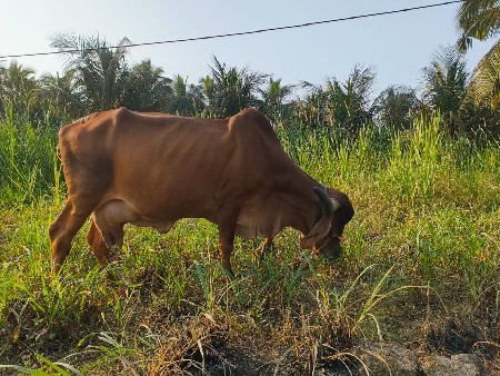 Gir Cow For Sale 
ગીર ગાય વેચવાનીછે