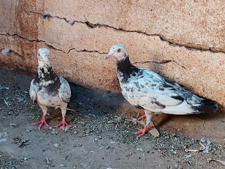 થંબનેલ 2