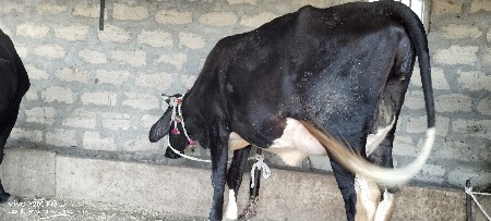 વેચવા ની છે