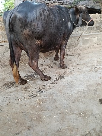 ખડેલી વેસવાની છે