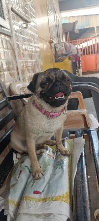 vodafon pug dog sell