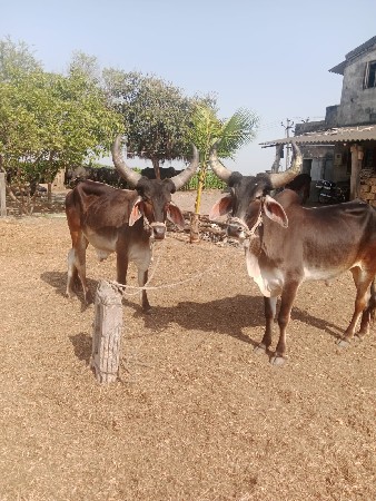 ગોઢલા6દાતેછે