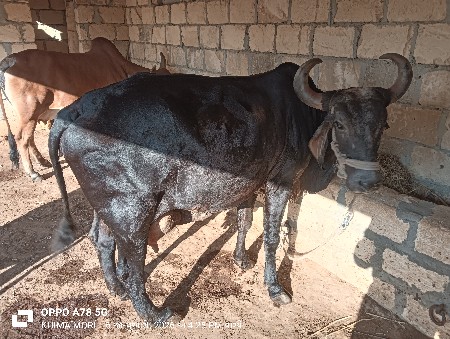 વેચવાની છે