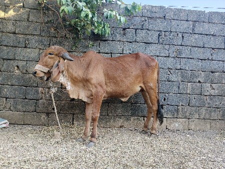 2, ગીર હોલકી વેશવાની છે