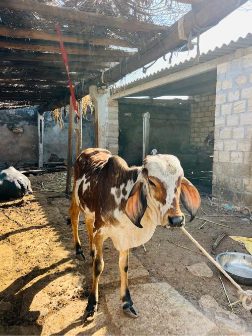 વાસડી વેસવાની સે