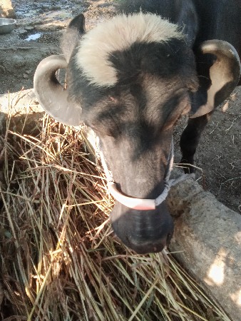 .પેલા.વેતરની.ખડાય.વેચવાનીછે