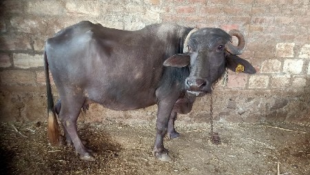 થંબનેલ 3