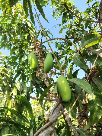 थंबनेल 3