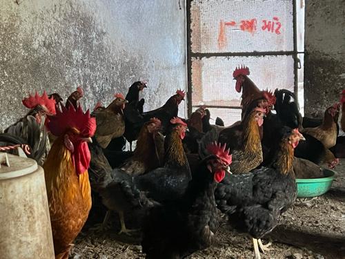 थंबनेल 3