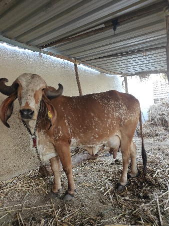 થંબનેલ 3