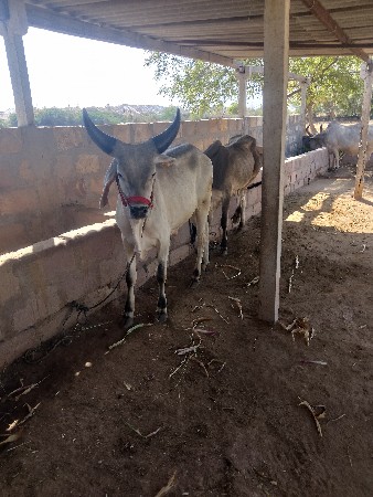 થંબનેલ 2