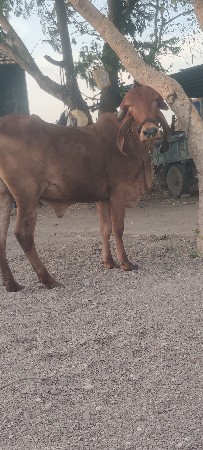 ૨ વાછડિયું વેચવાની છે.