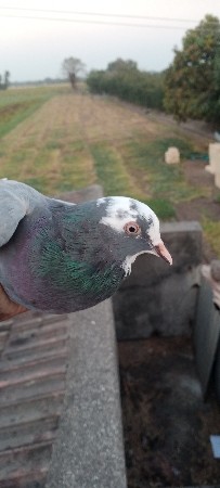 थंबनेल 2