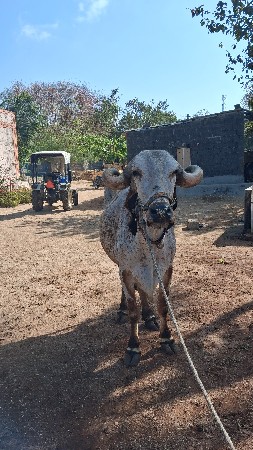 थंबनेल 2